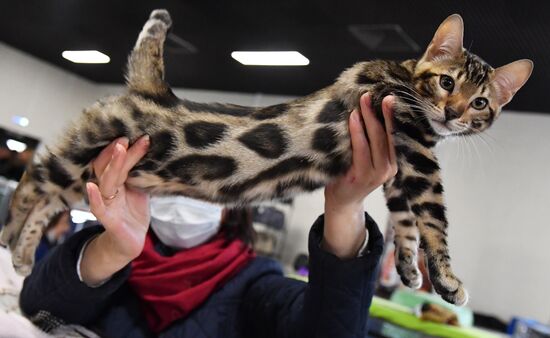Russia Cats Show