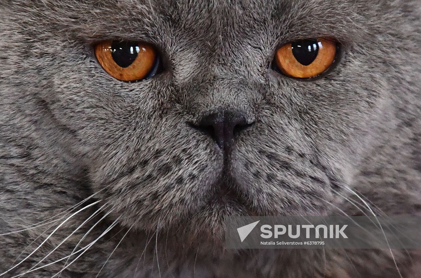 Russia Cats Show