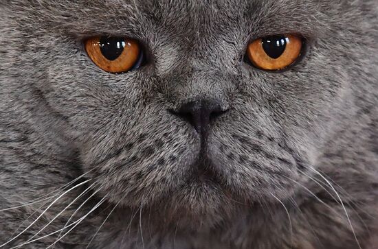 Russia Cats Show