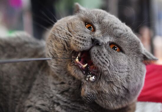 Russia Cats Show
