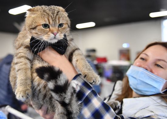 Russia Cats Show
