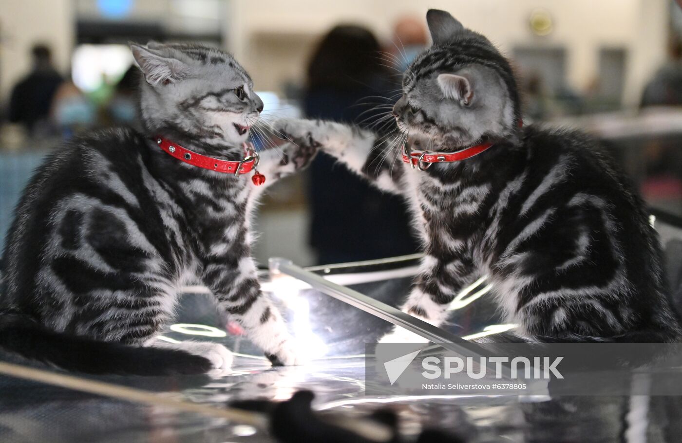 Russia Cats Show
