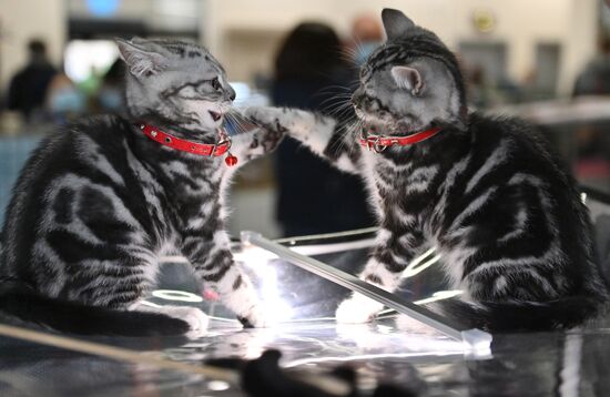 Russia Cats Show