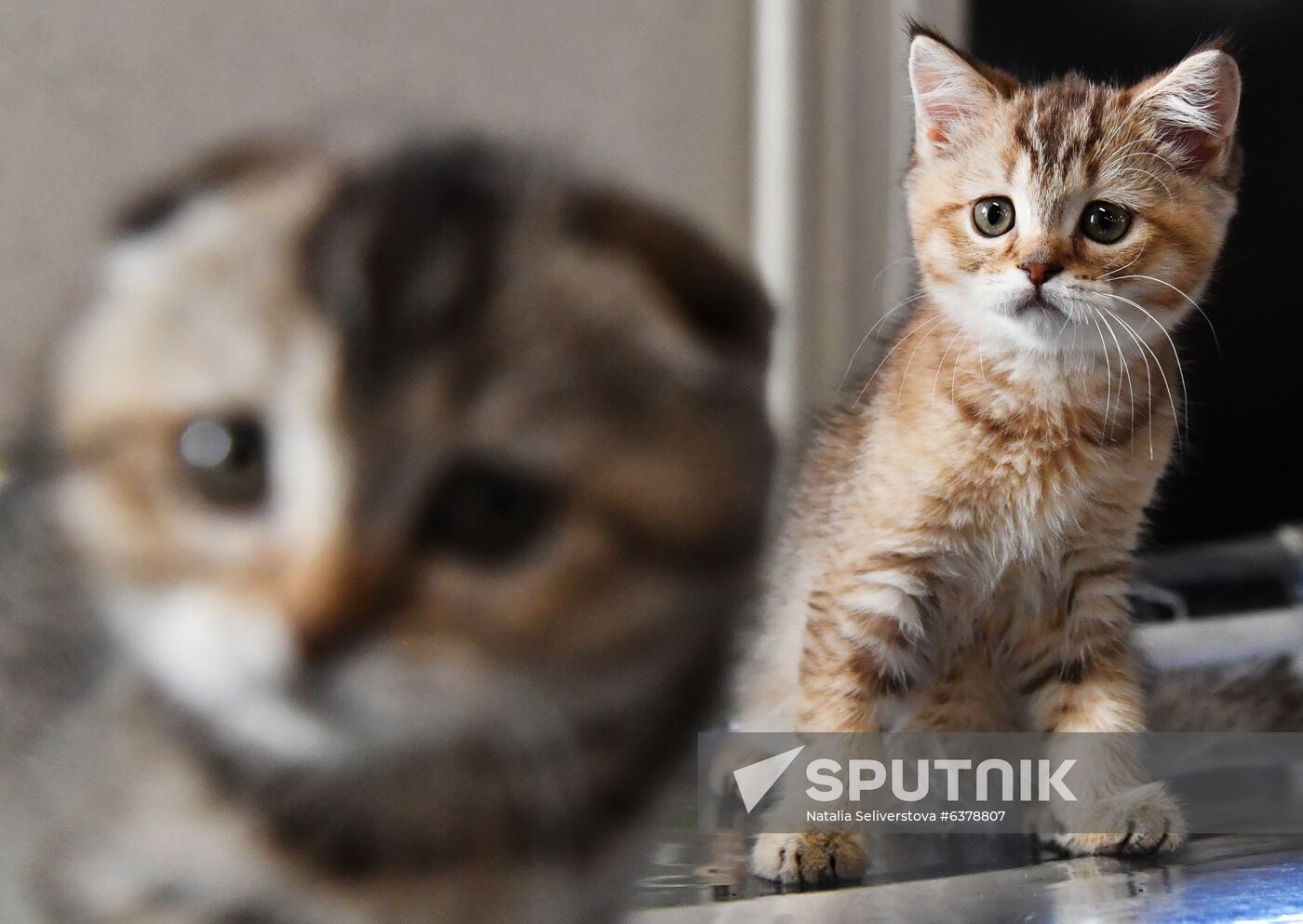 Russia Cats Show
