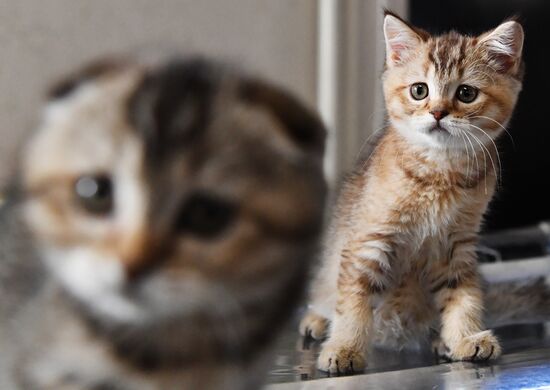Russia Cats Show