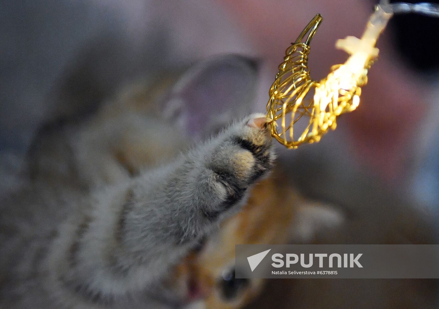Russia Cats Show