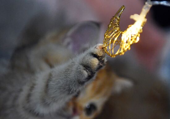 Russia Cats Show