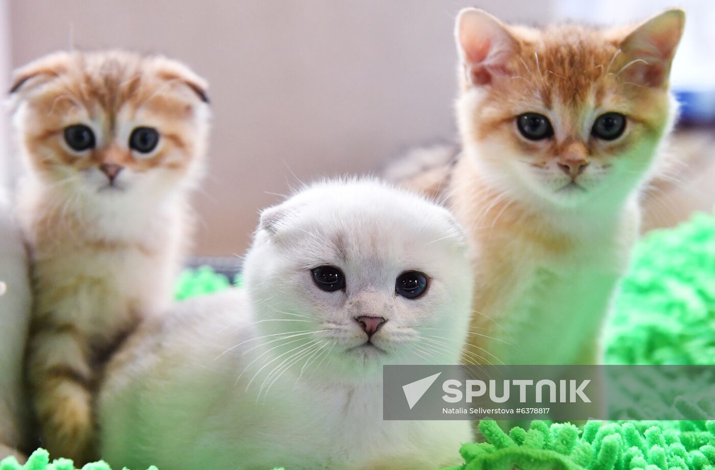 Russia Cats Show