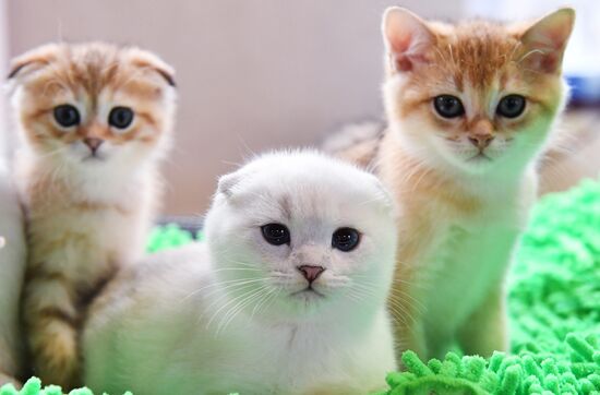 Russia Cats Show