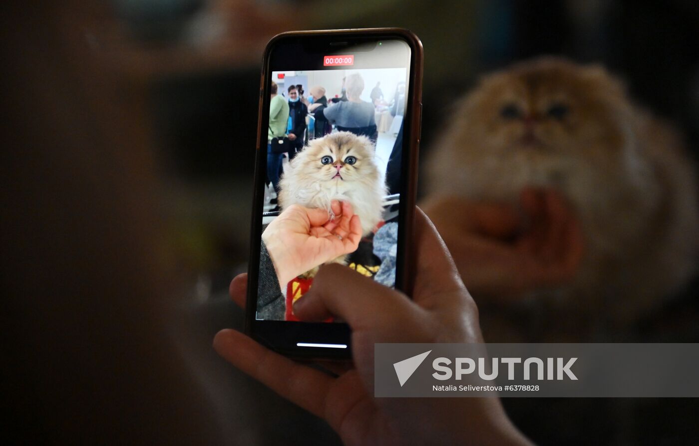Russia Cats Show