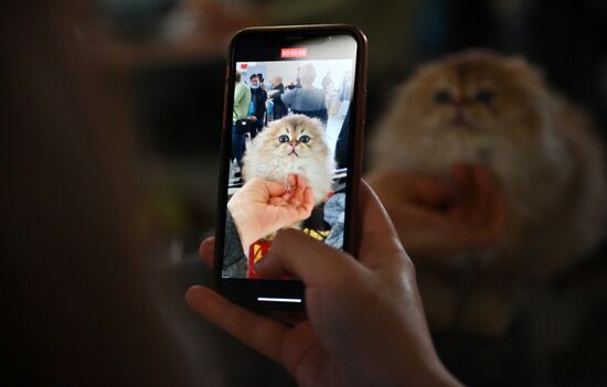Russia Cats Show