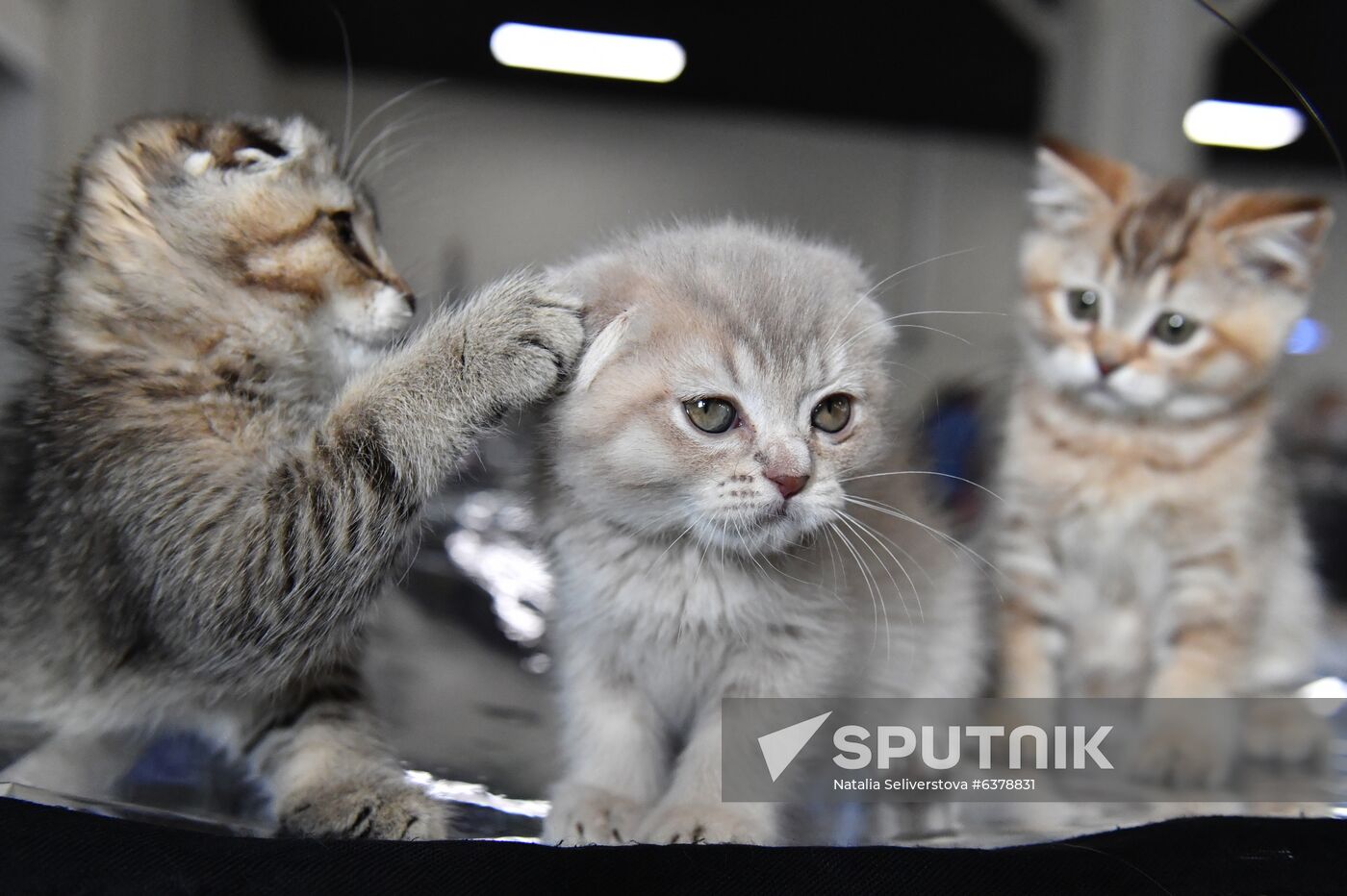 Russia Cats Show