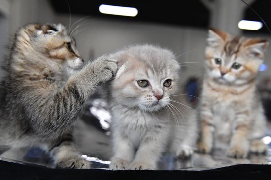 Russia Cats Show