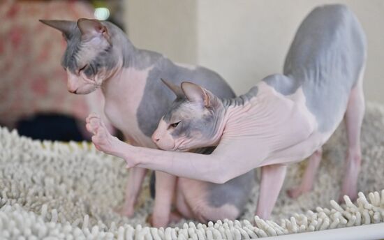 Russia Cats Show