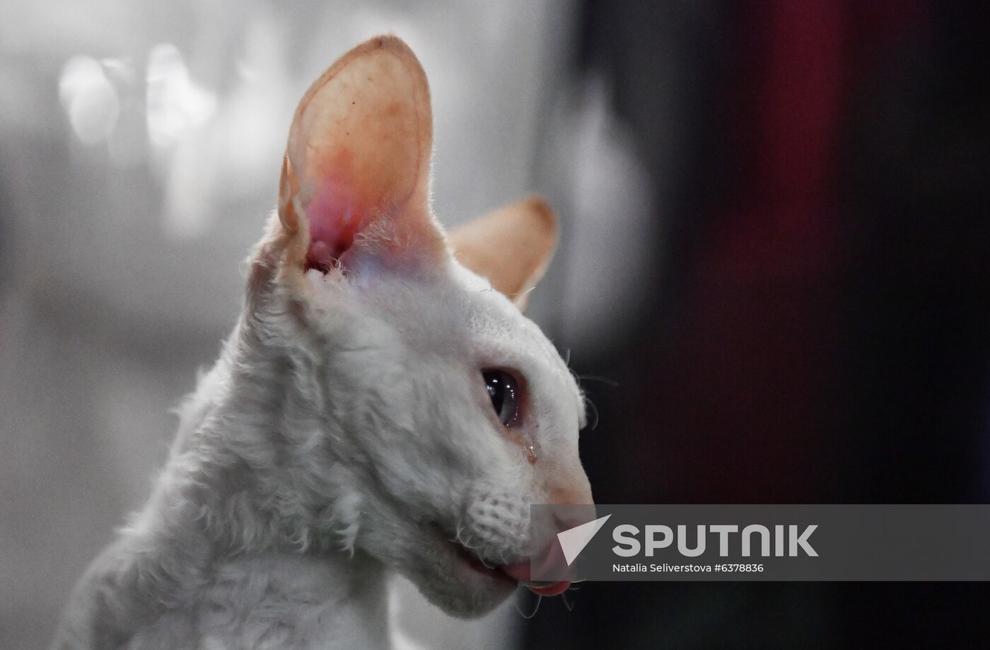 Russia Cats Show