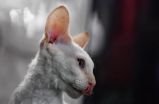 Russia Cats Show