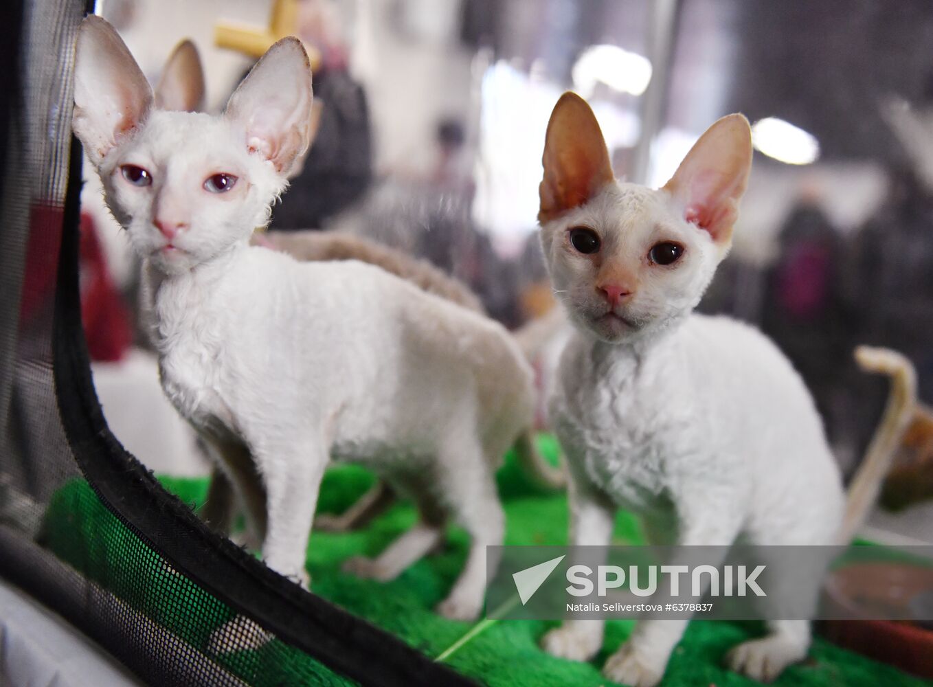 Russia Cats Show