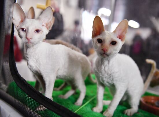 Russia Cats Show