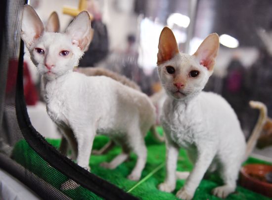 Russia Cats Show
