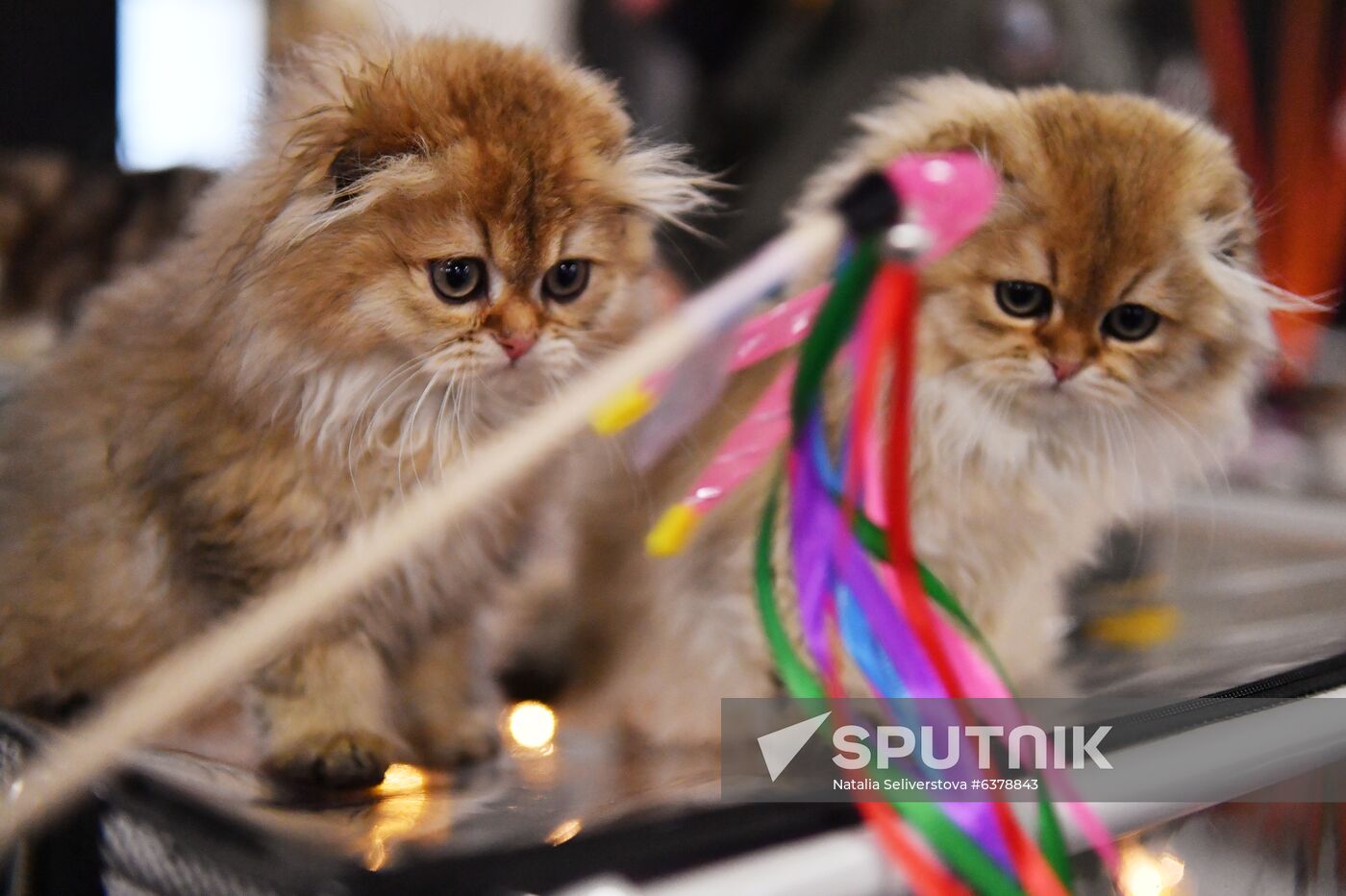 Russia Cats Show