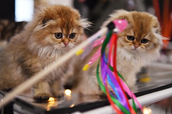 Russia Cats Show