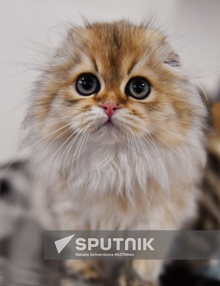Russia Cats Show