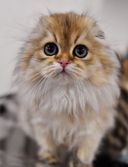 Russia Cats Show