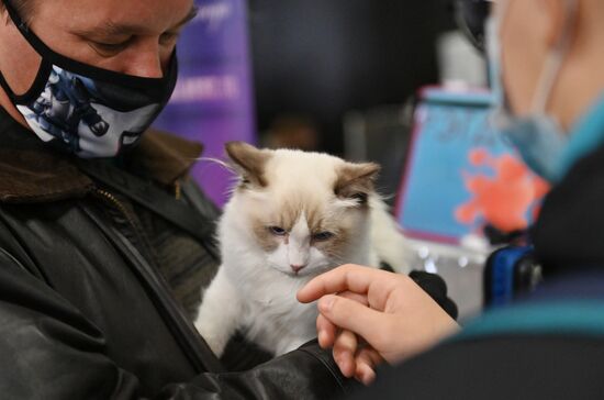 Russia Cats Show