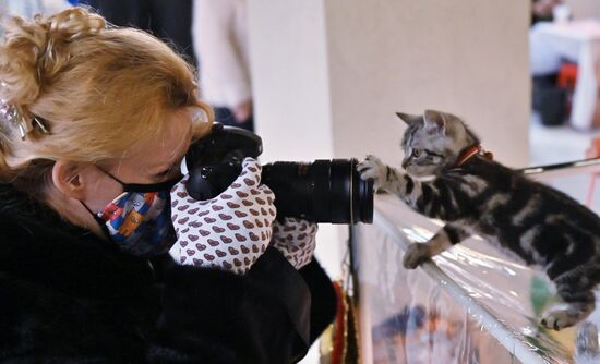 Russia Cats Show