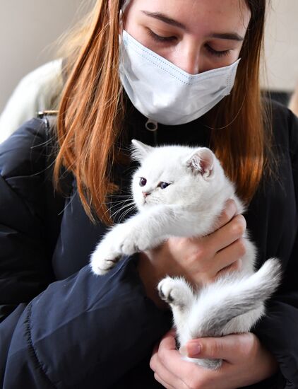 Russia Cats Show