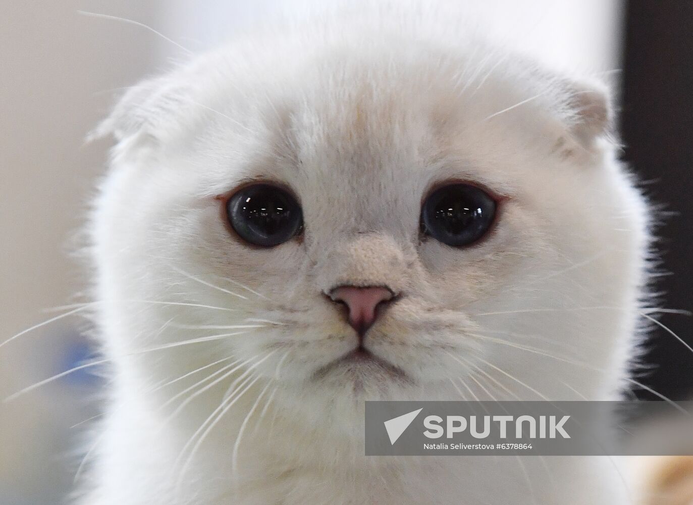 Russia Cats Show