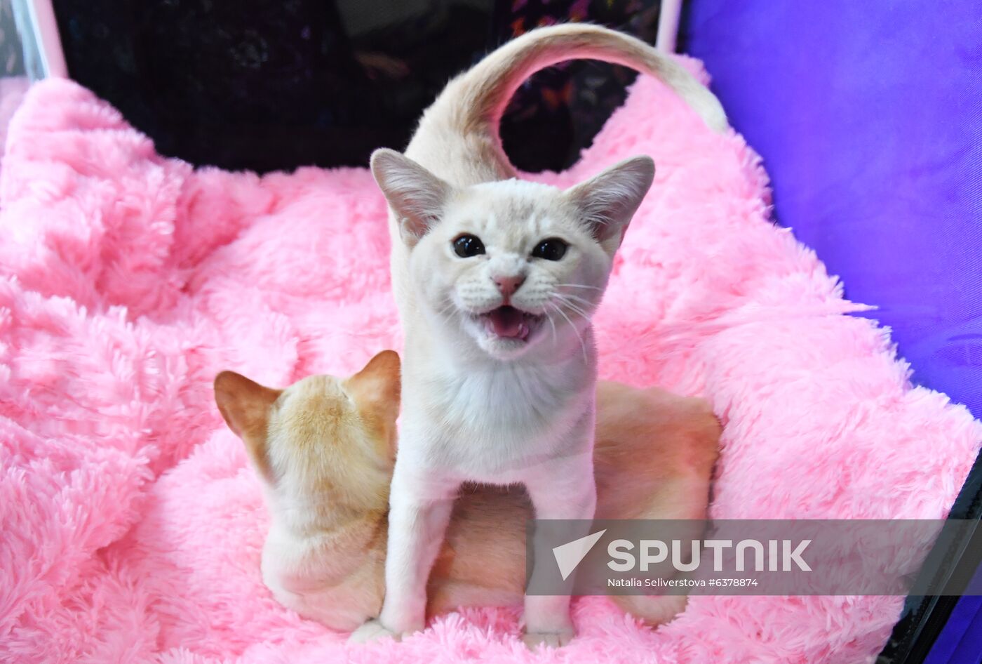 Russia Cats Show