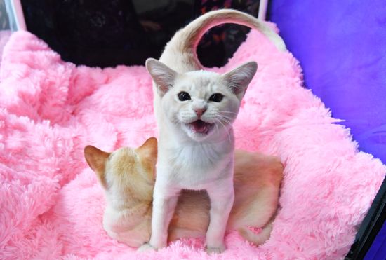 Russia Cats Show