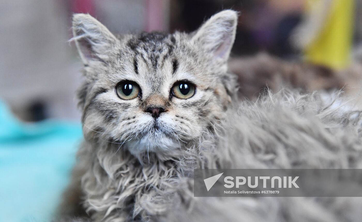 Russia Cats Show