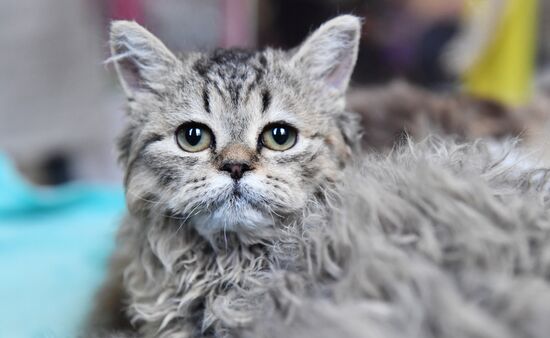 Russia Cats Show