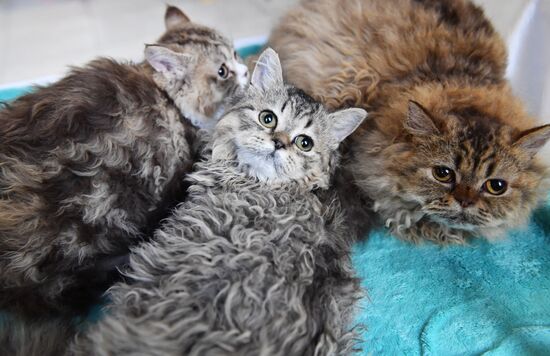 Russia Cats Show