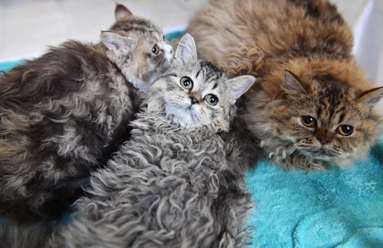 Russia Cats Show