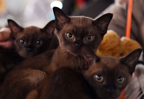 Russia Cats Show