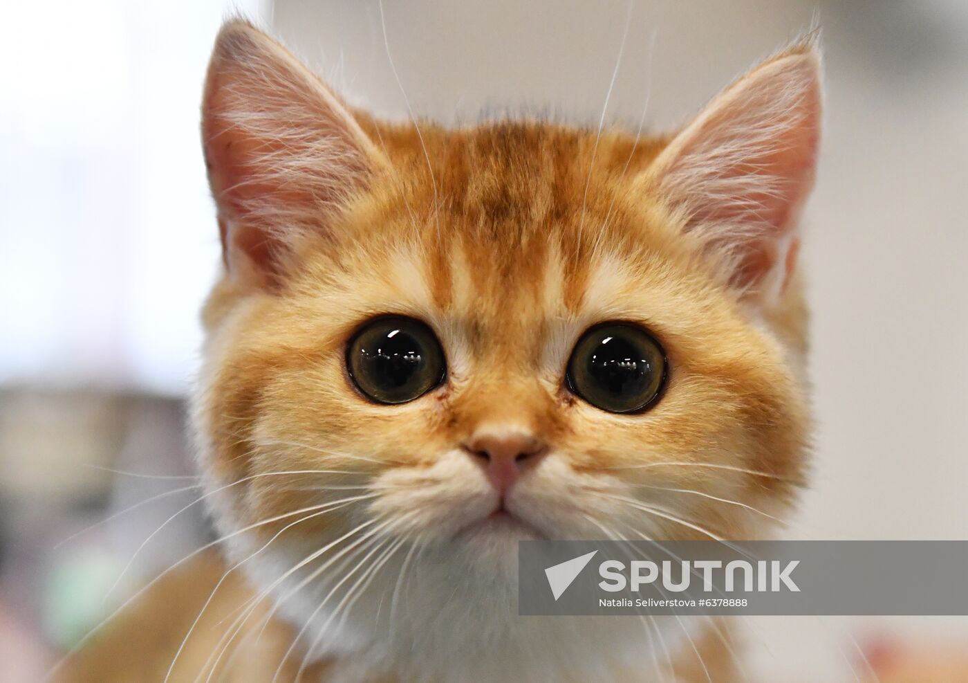 Russia Cats Show