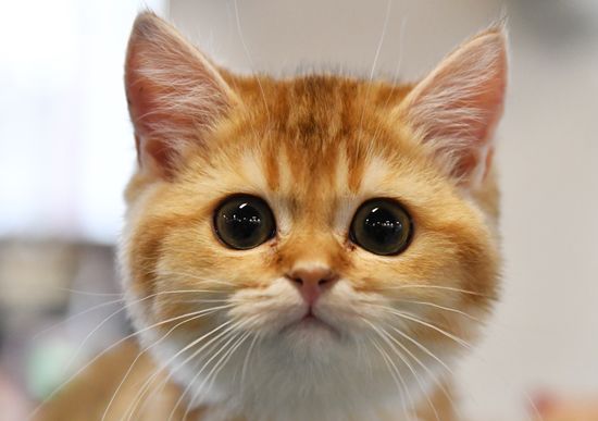 Russia Cats Show