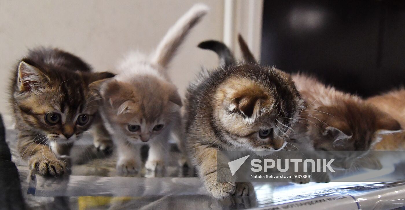 Russia Cats Show
