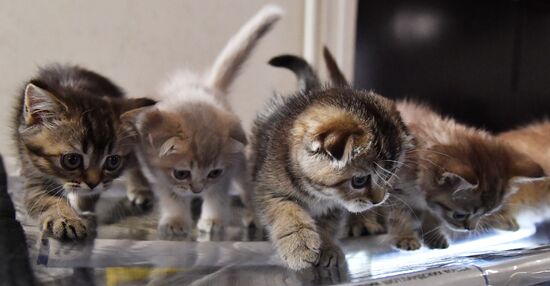 Russia Cats Show