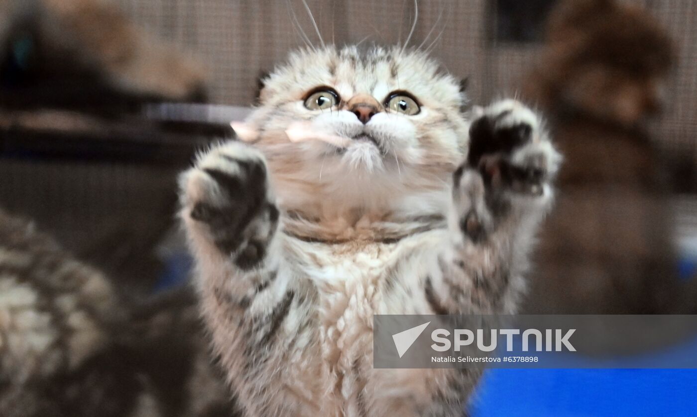Russia Cats Show