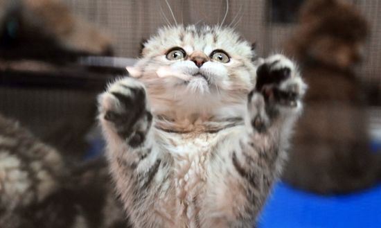 Russia Cats Show