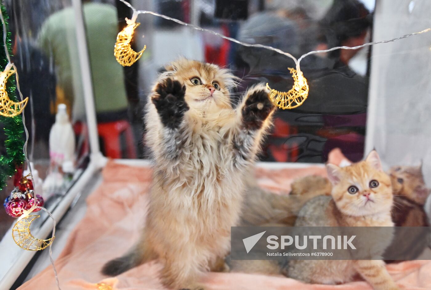 Russia Cats Show