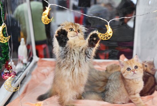 Russia Cats Show