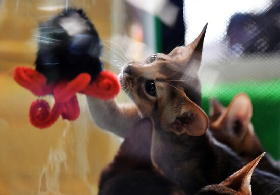 Russia Cats Show