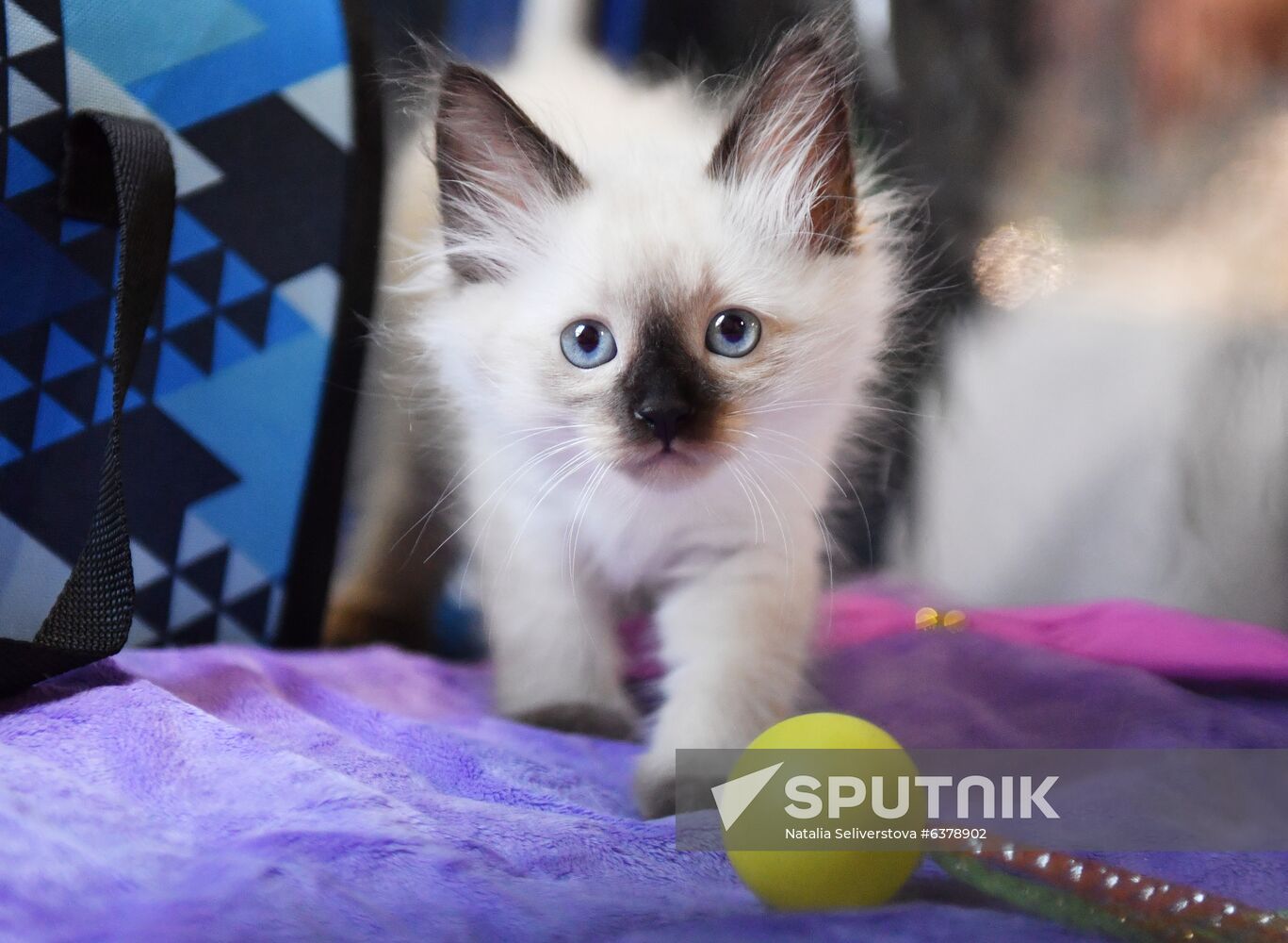 Russia Cats Show