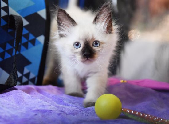 Russia Cats Show