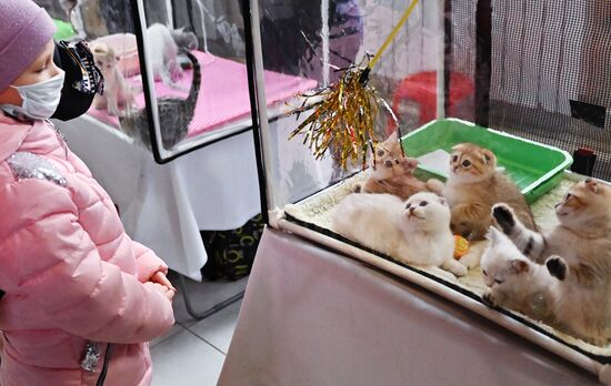 Russia Cats Show